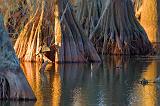 Anhinga Drying On A Cypress_25610